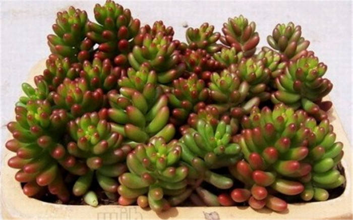 多肉植物