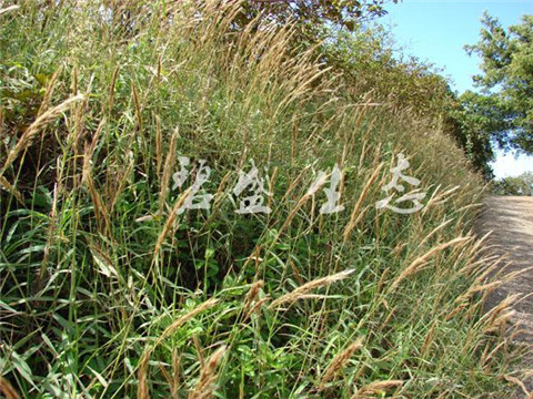 8m,叶秆宽条形至窄披针形,长10～15cm.