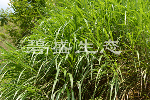 芒草