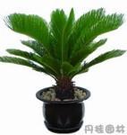 植物租摆