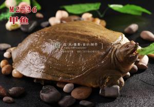 M2736甲鱼 副本