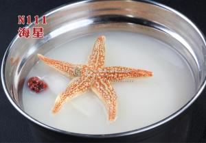 N111海星 副本