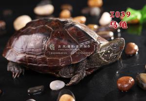 Z039乌龟 副本