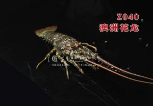 Z040澳洲花龙 副本