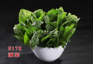 N178菠菜 副本