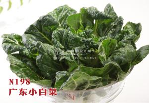 N198广东小白菜 副本