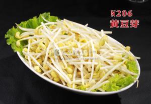 N206黄豆芽 副本