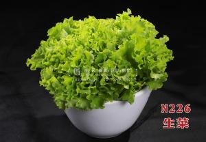 N226生菜 副本