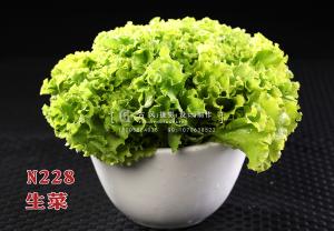 N228生菜 副本