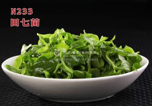 N233田七苗 副本