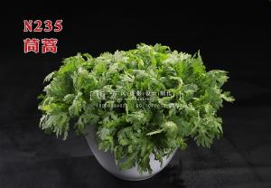 N235茼蒿 副本