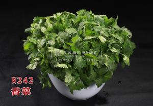 N242香菜 副本