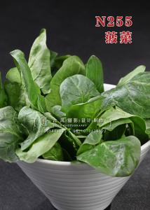 N255菠菜 副本
