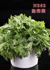 N262皇帝菜 副本