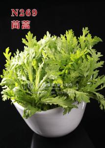 N269茼蒿 副本