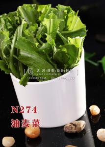 N274油麦菜 副本