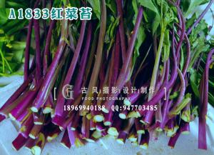 A1833红菜苔