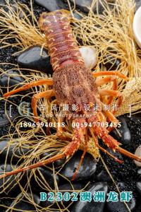 B2302澳洲龙虾