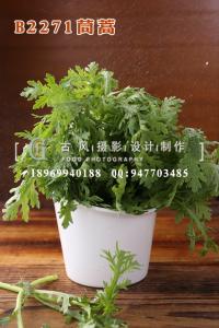 B2271茼蒿