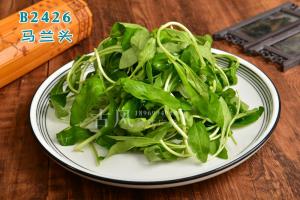 B2426马兰头