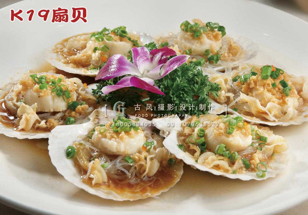 K19扇贝 副本