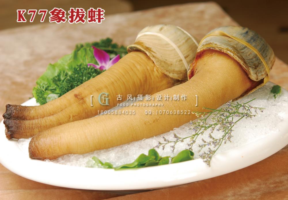 K77象拔蚌 (1) 副本