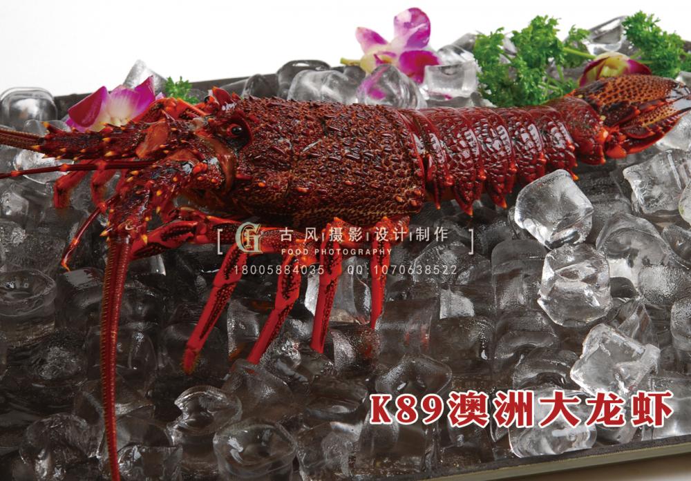 K89澳洲大龙虾 副本