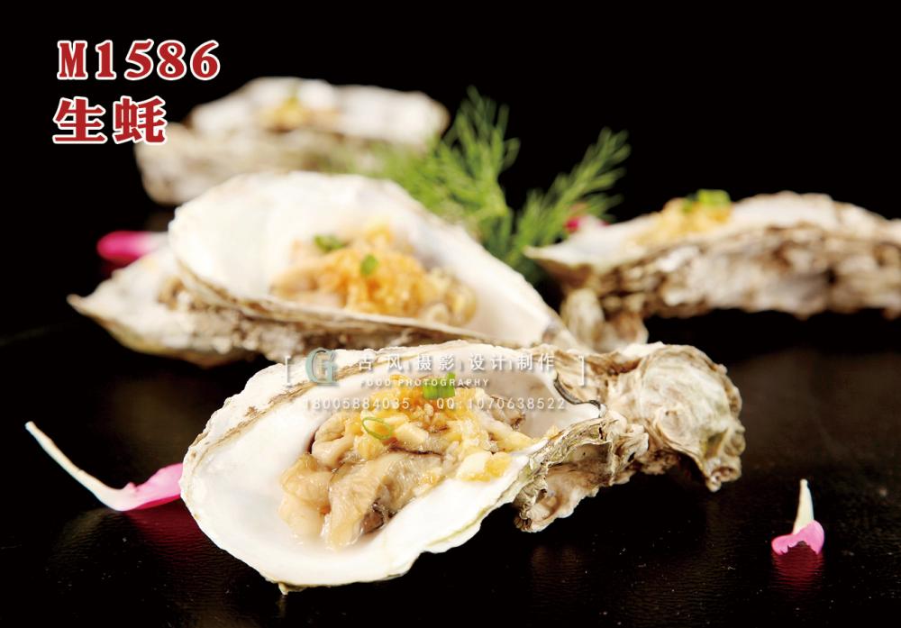 M1586生蚝 副本
