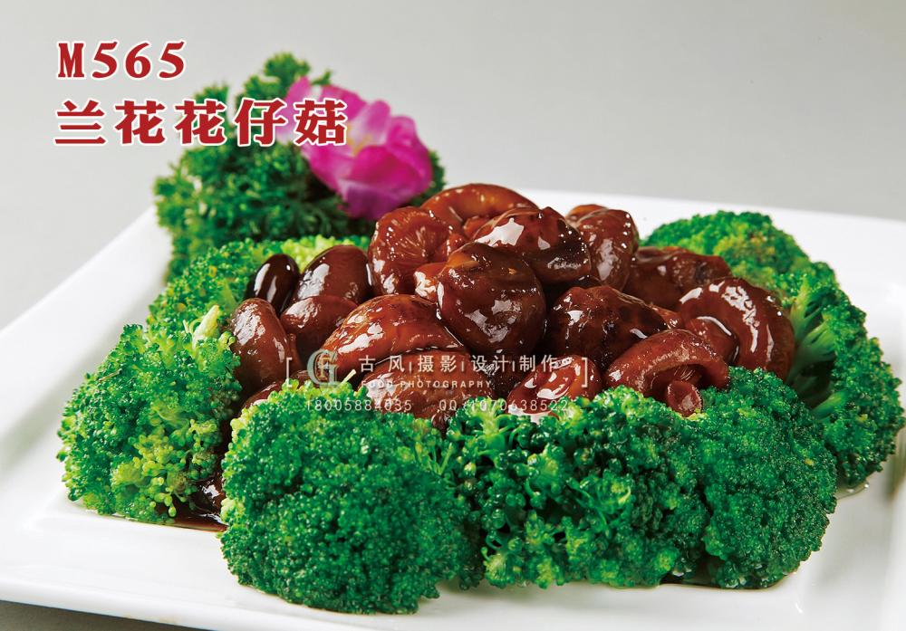 M565兰花花仔菇 副本