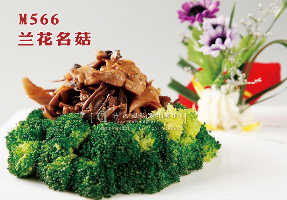 M566兰花名菇 副本