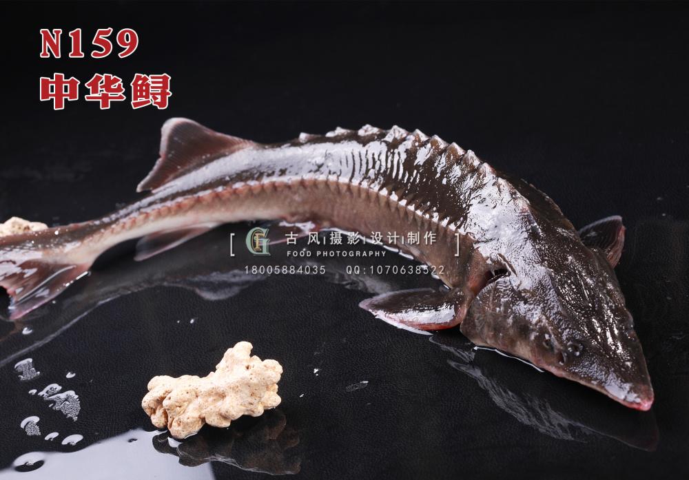 N159中华鲟 副本