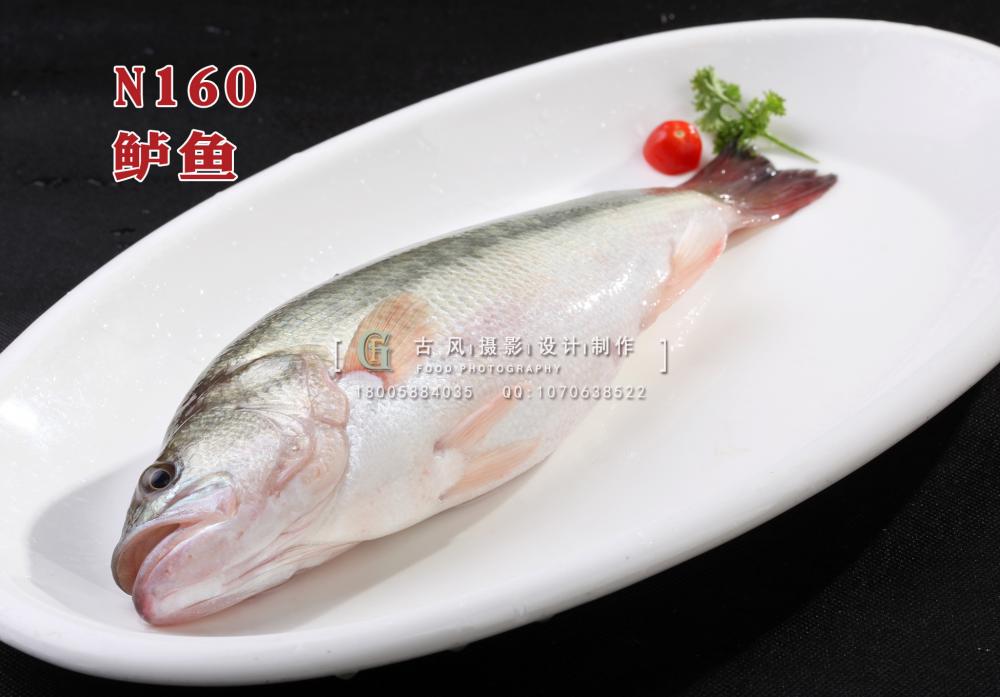 N160鲈鱼 副本