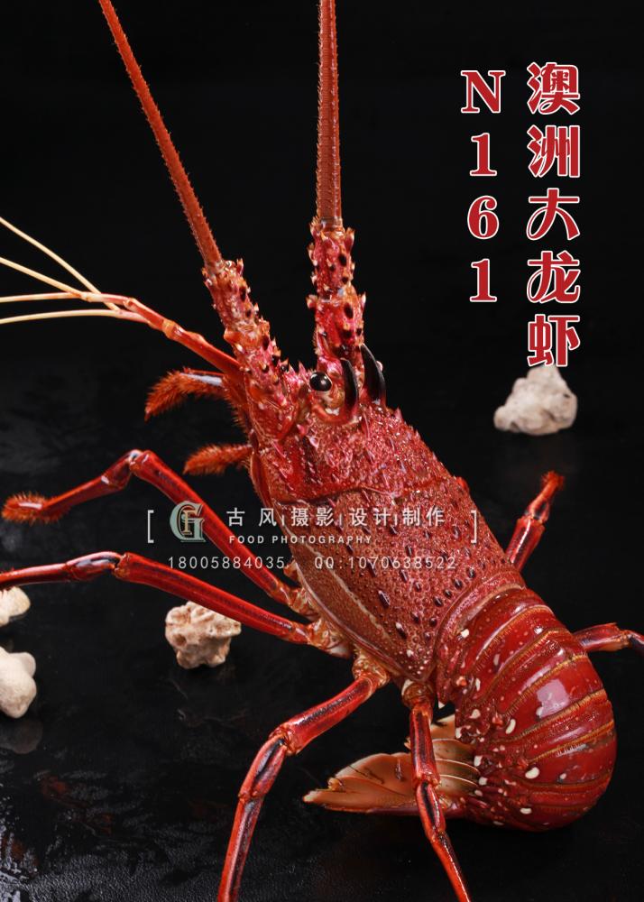 N161澳洲大龙虾 副本