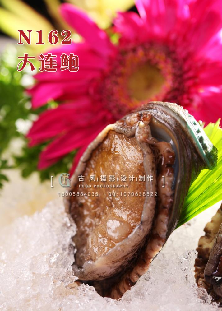 N162大连鲍 副本