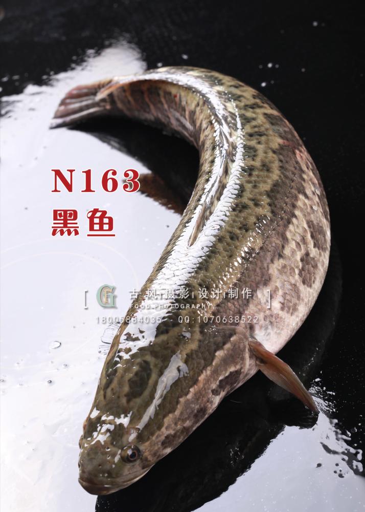 N163黑鱼 副本