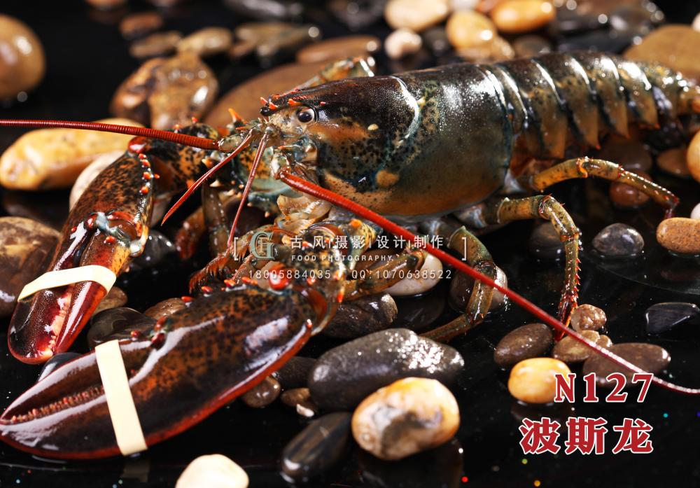 N127波斯龙 副本