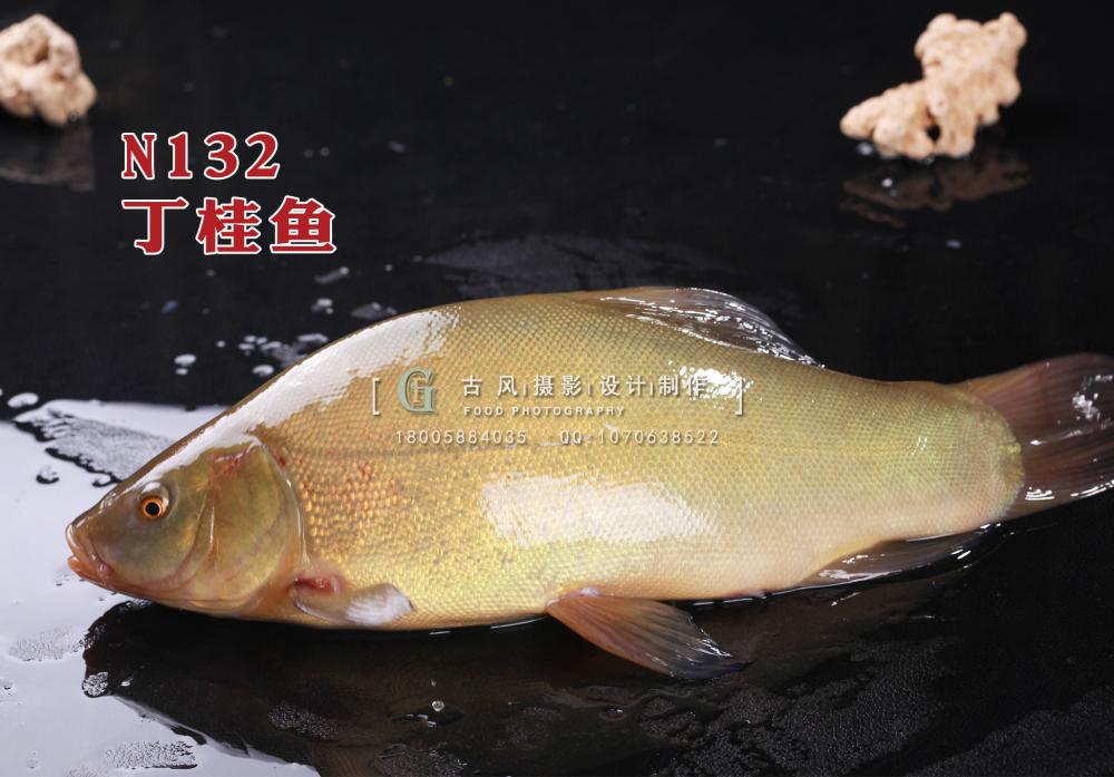 N132丁桂鱼 副本