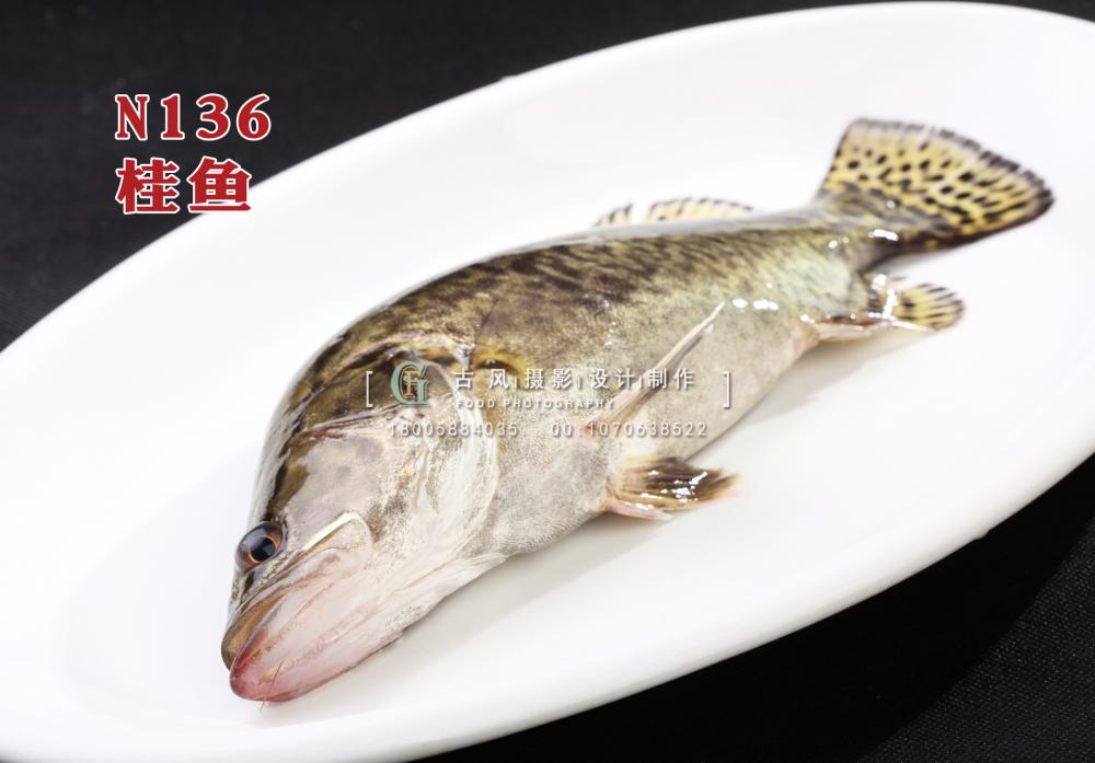 N136桂鱼 副本