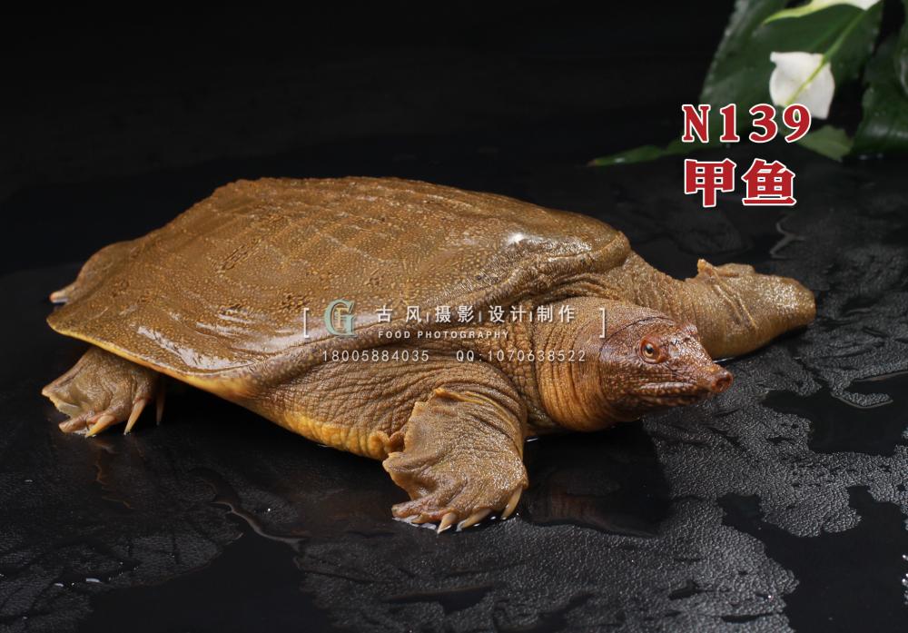 N139甲鱼 副本
