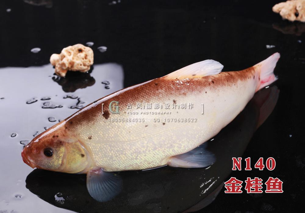 N140金桂鱼 副本