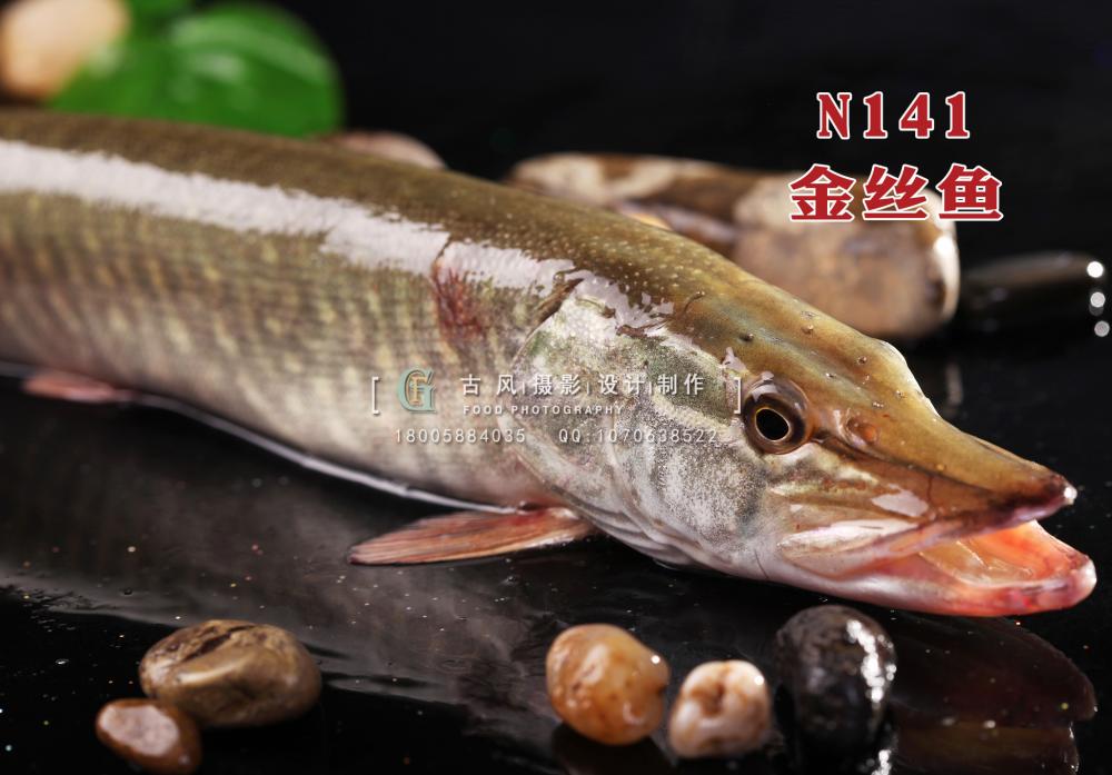 N141金丝鱼 副本