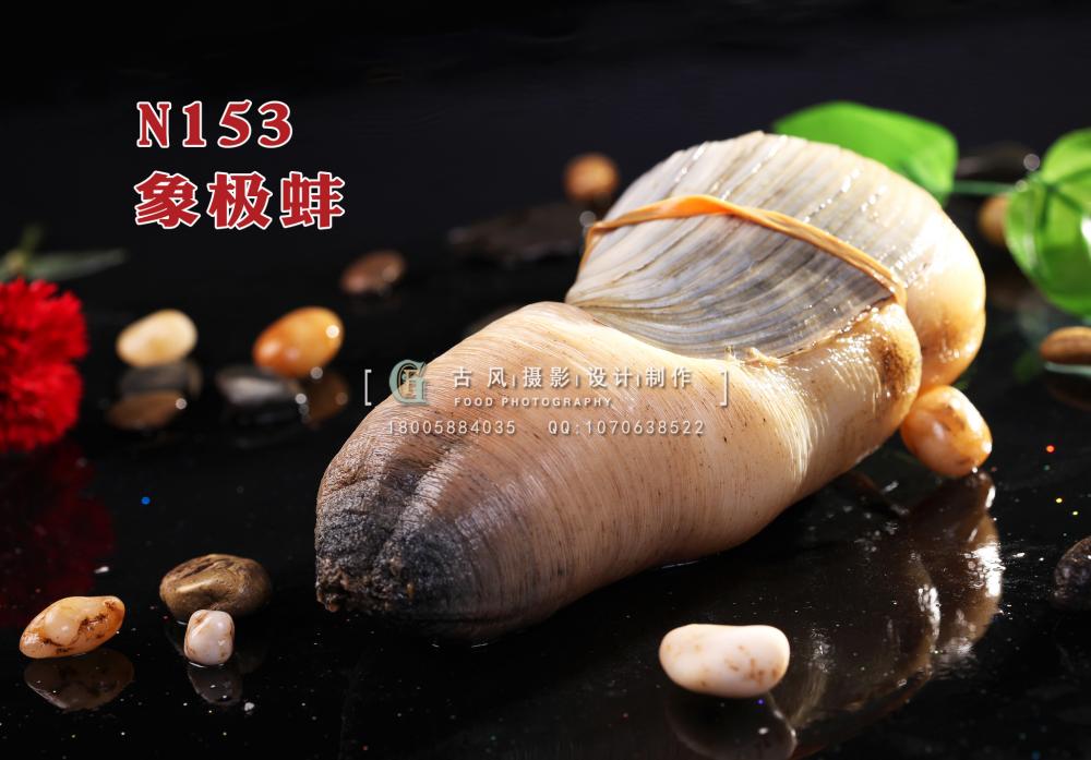 N153象极蚌 副本