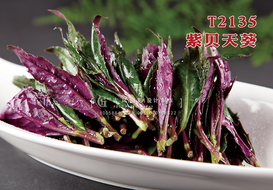 T2135紫贝天葵 副本
