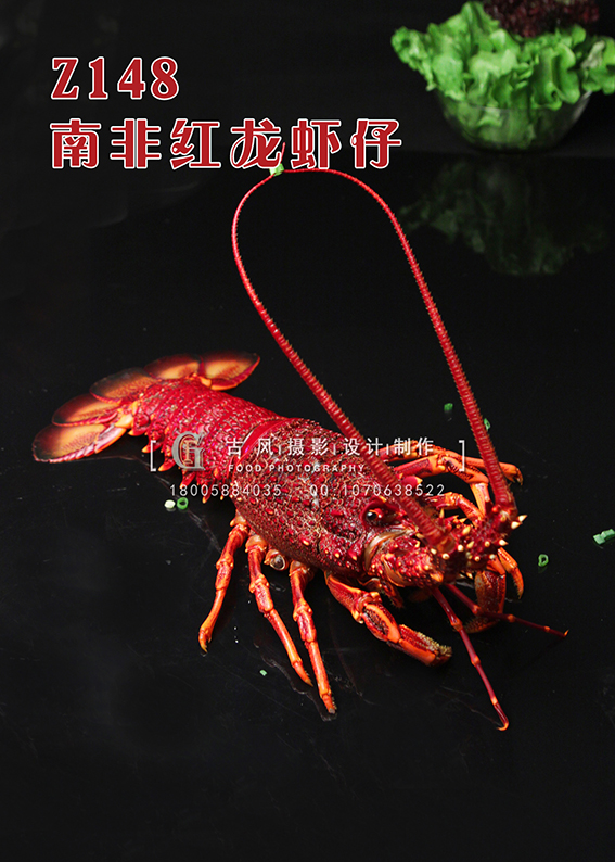 Z148南非红龙虾仔 副本