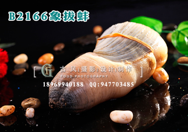 B2166象拔蚌