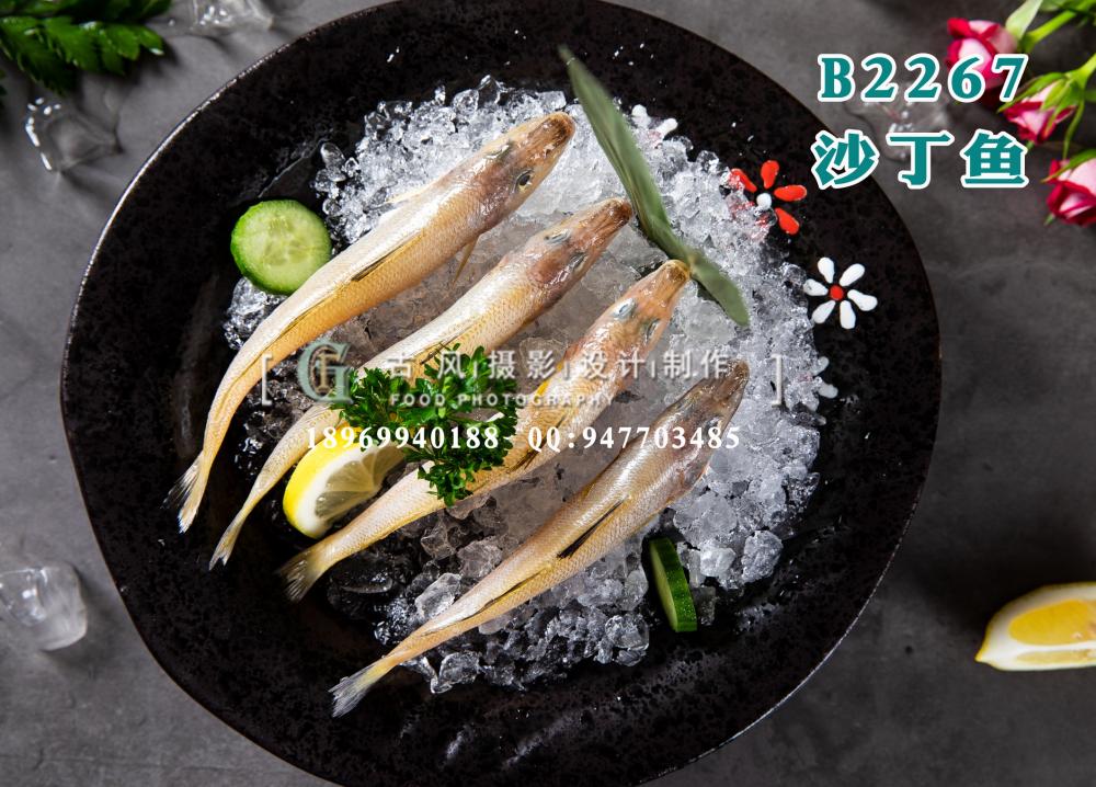 B2267沙丁鱼