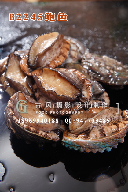 B2245鲍鱼