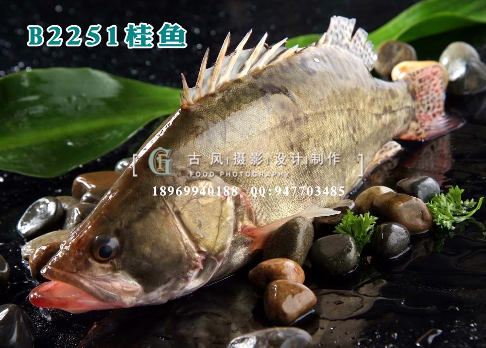 B2251桂鱼