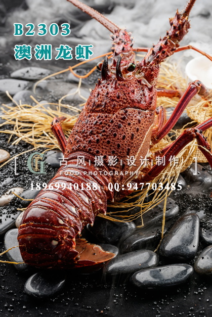 B2303澳洲龙虾