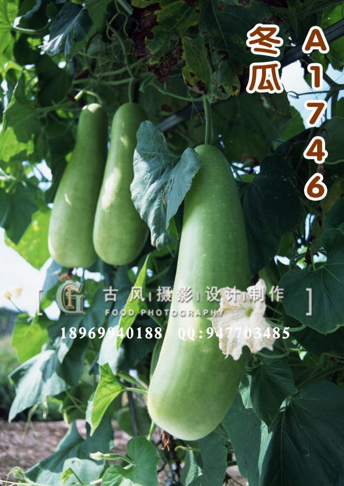 A1746冬瓜1